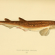 Illustration for article titled Vintage Shark Illustrations Are Jaw-Droppingly Gorgeous